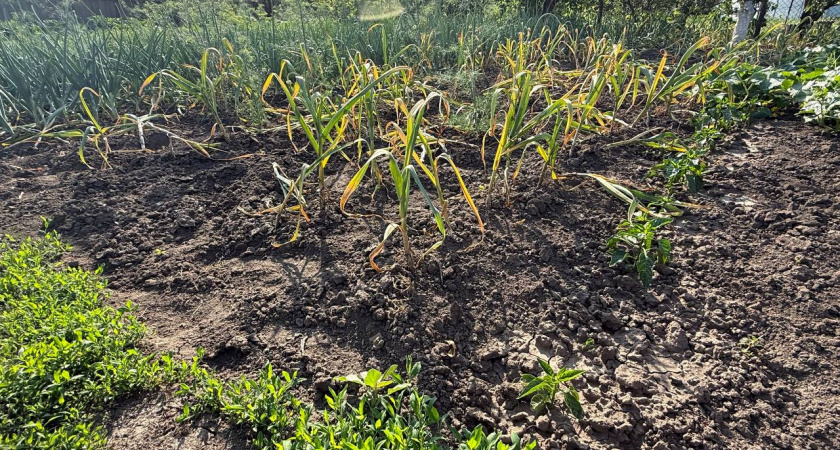 До 4 июля чесноку — крайне важно: 40 мл в воду — и головки вырастут размером с арбуз, крупными, ядреными и сочными