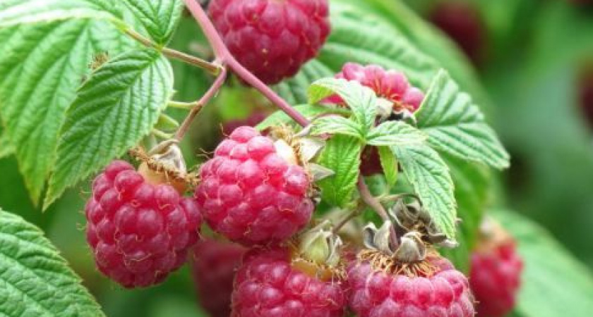 Ветки ломаются от ягод: кормлю малину дачным мусором бесплатно!