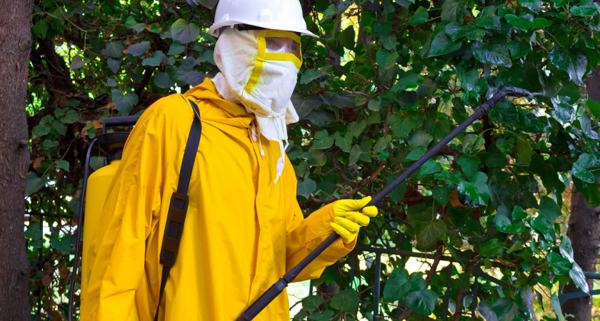 В Новороссийске обработают зеленые насаждения от насекомых-вредителей: список адресов