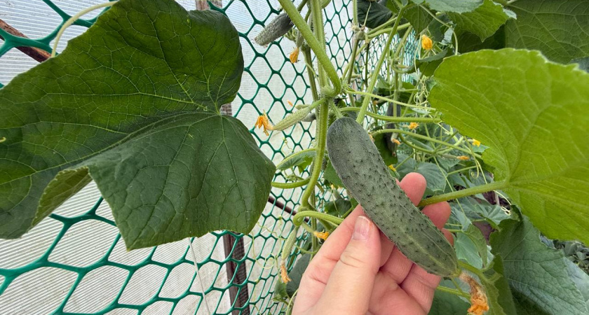 Одну таблетку на ведро - огурцов, томатов и перцев нарастает куча: даже чахлые растут как сумасшедшие и не болеют