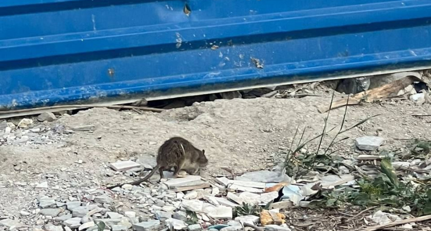 Крысы, змеи и лягушки: новороссийцы жалуются на полнейшую антисанитарию во дворах