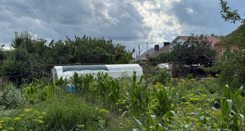 Медведка навсегда покинет ваш участок: избавляемся от вредителей с помощью 3 рабочих методов