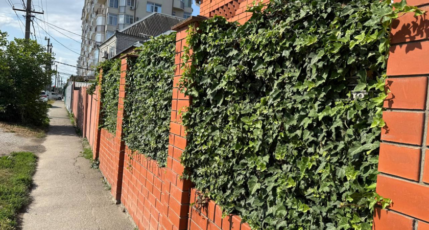 Красивое и практичное ограждение на даче сделали за сутки, на все потратили минимальную сумму: соседи сильно завидуют