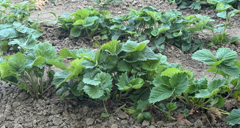 Правила ухода за клубникой после сбора урожая: специалист называет 6 ключевых этапов и делится рабочим рецептом подкормки