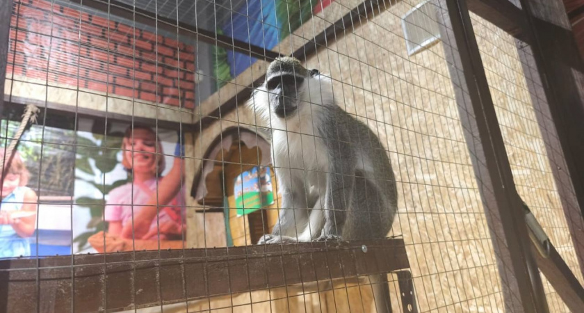 «Тропический рай» в Новороссийске – вне закона