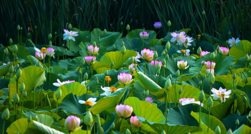 Лотосы под Новороссийском поменяли прописку: теперь они цветут в водоеме в поселке Большие хутора