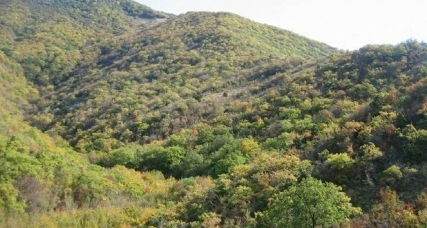 Прокуратура вернула государству 5 гектаров леса под Новороссийска