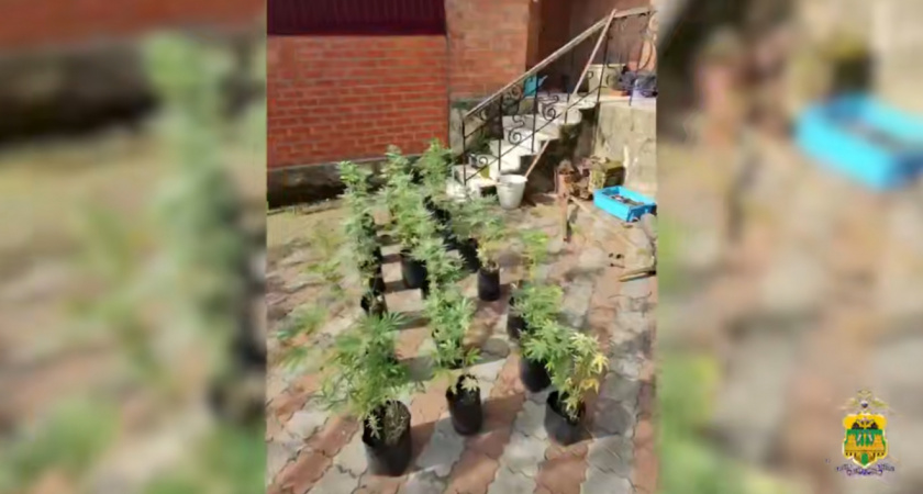 "Конопляный агроном": в Новороссийске мужчина выращивал наркотики в бане