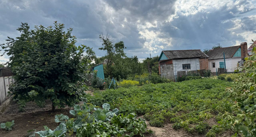 Как бороться с травой между плиток и с сорняками на грядках - советы опытного агронома
