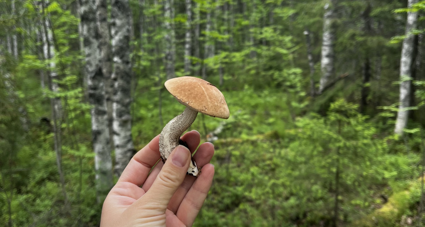 Ученые назвали самый полезный гриб: не шампиньоны, не вешенки и куда полезнее лисичек