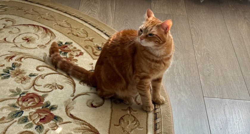 "Не травите этим кошек": в Роскачестве назвали россиянам самые худшие марки корма для питомцев