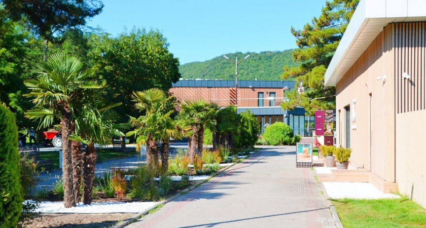 Пальмы у озера: в Абрау-Дюрсо открылась новая аллея для прогулок и фотосессий