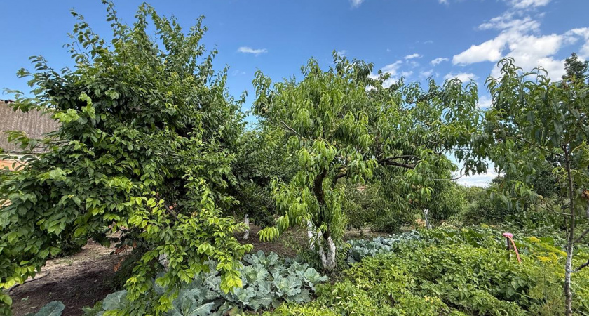 Никогда и никому не отдавайте лишние овощи со своего огорода - вот почему никогда нельзя этого делать