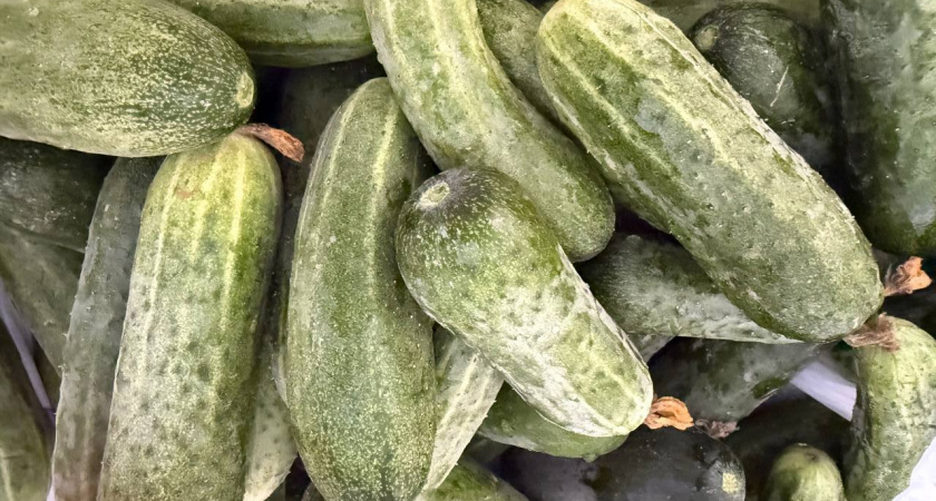 20 кг с куста — легко: простейший раствор из аптечки оживляет огурцы — соседи не верят своим глазам