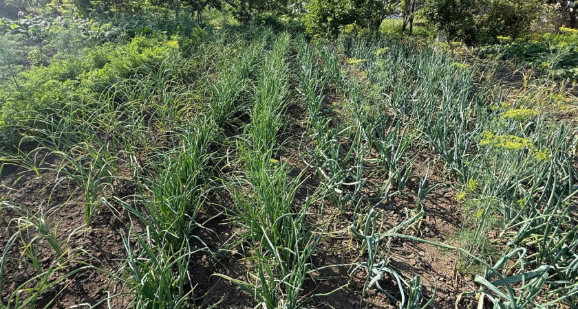 Как не совершить ошибок при уборке лука: заготавливаем урожай, чтобы долго хранился и не портился