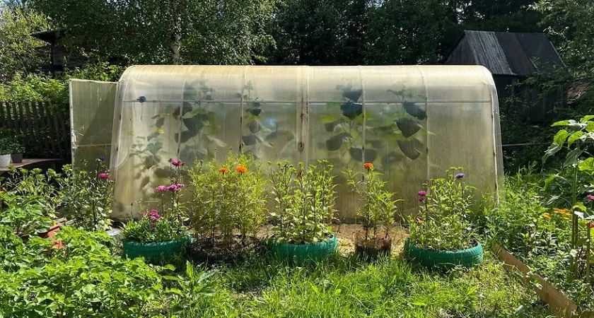 Раскидываю 1 пачку копеечной крупы по грядкам - почва становится как чернозём. Дорогой навоз больше не понадобится