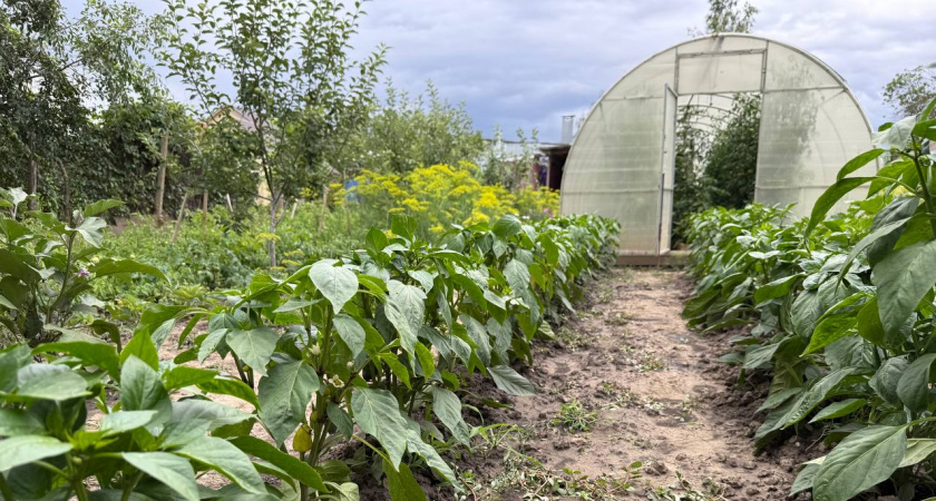 В августе перцы только этого и ждут: 3 ложки в воду — и завязи мощные, а плоды растут как бешеные — до 10 кг урожая с растения