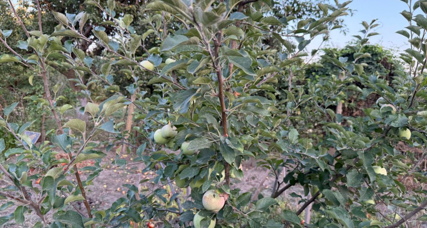 Яблони не болеют уже третий год: 1 средство под корень и зеленые вплоть до морозов