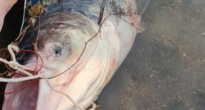 Рыбак выудил 20-килограммового толстолобика из озера Абрау-Дюрсо под Новороссийском