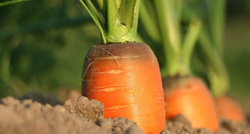 Выращиваем сладкую морковь: пошаговая инструкция для получения шикарного урожая