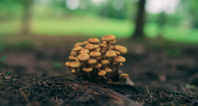 Яд в бульоне. Врач объяснила, из каких съедобных грибов никогда не стоит варить суп