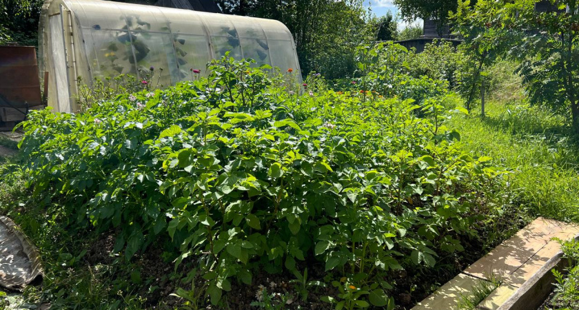 Осенью вместо горчицы сею этот мощный сидерат - проволочника и фитофтору счищает вмиг: после картошки и томатов лучше всего