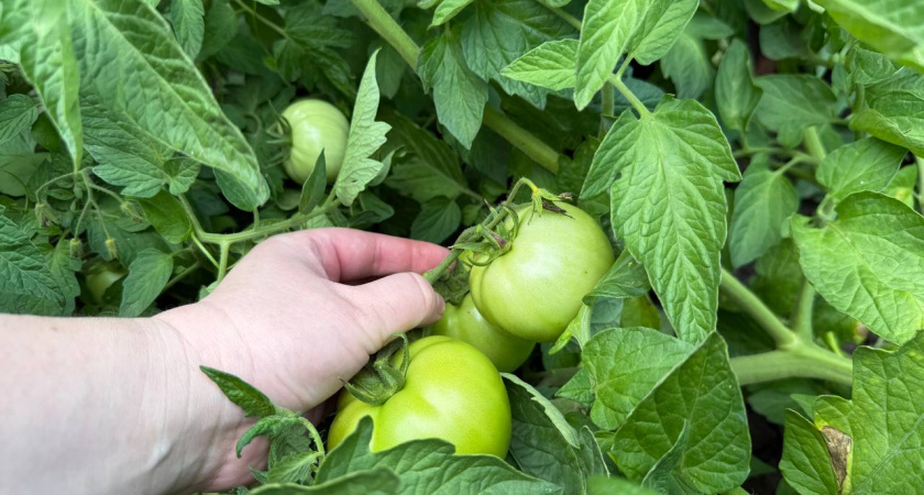 2 ст. л. на 10 л воды для томатов после 1 августа — и прощай, фитофтора: рабочий рецепт от опытного агронома