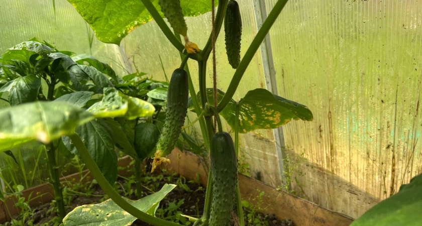 Огурцы оживают, зеленеют и плодоносят как сумасшедшие до морозов, если сделать так в августе - обработка и подкормка одновременно
