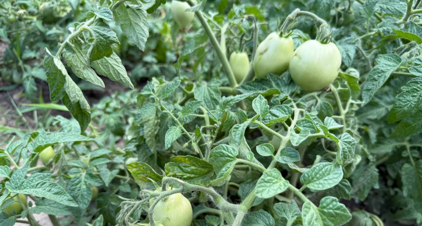 Почему ваши помидоры не краснеют и как это правильно исправить