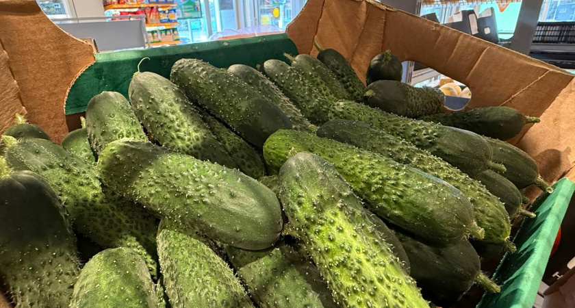 Любимая подкормка огурцов в августе - чтобы плодоношение длилось как можно дольше, а огурцов было в разы больше