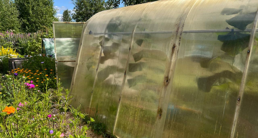 Как за копейки превратить свободные грядки в золотую жилу: засеваю их 5 сидератами в августе. Соседи в шоке от урожая без единой подкормки