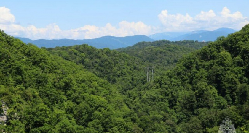 На Кубани продлили запрет на посещение лесов до 9 августа из-за риска пожаров