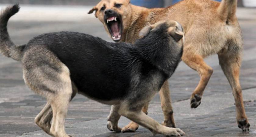 В Новороссийске на супружескую пару напали собаки, которых прикормила «городская сумасшедшая»