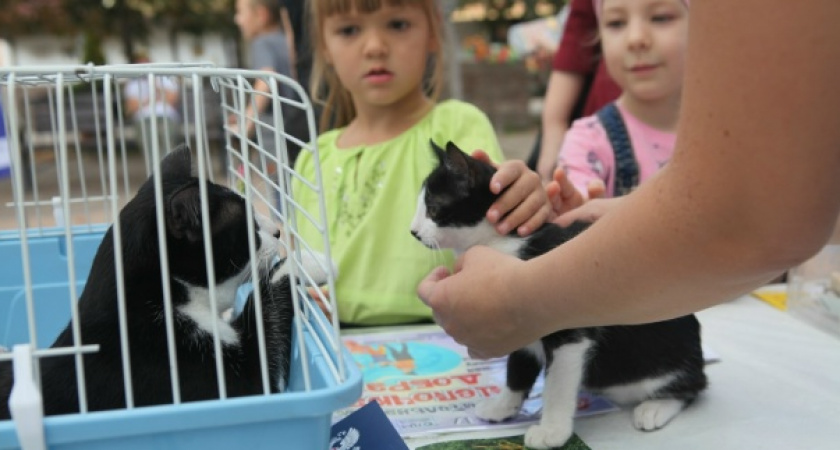 Выставка «хвостиков», мастер-классы и аквагримм: в Новороссийске пройдет фестиваль ко Дню бездомных животных