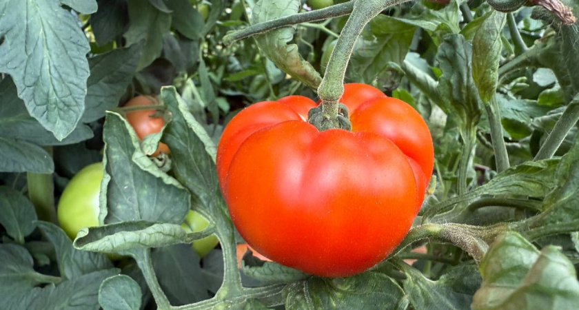 Собираю по 10 кг мясистых томатов с куста без единой белой жилки: агроном с опытом показал прием с древесной золой