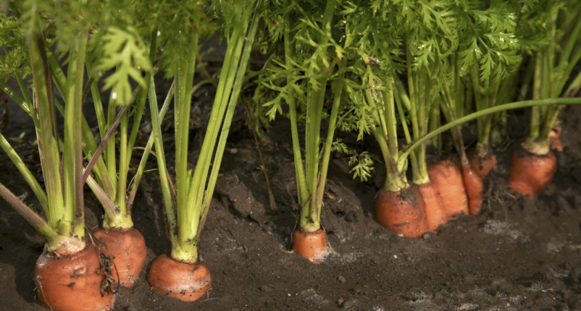 Хрустящая морковь - сладкая, как мед: секрет августовской подкормки