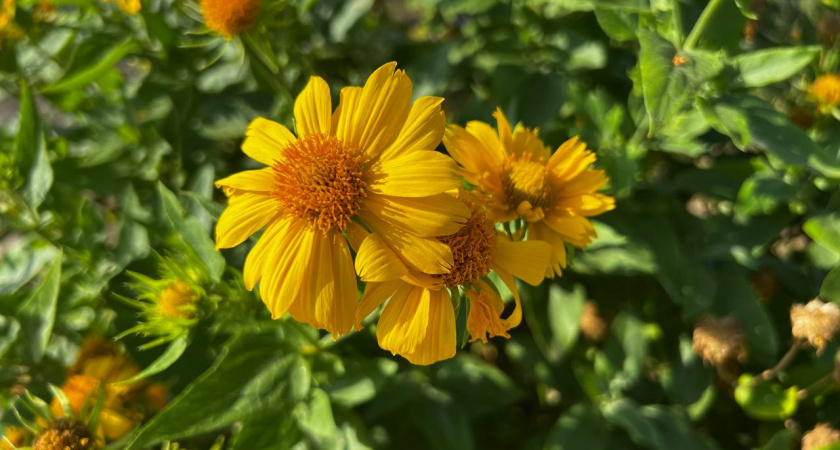 10 многолетников для «ленивого» сада: красота, которая не требует особого ухода