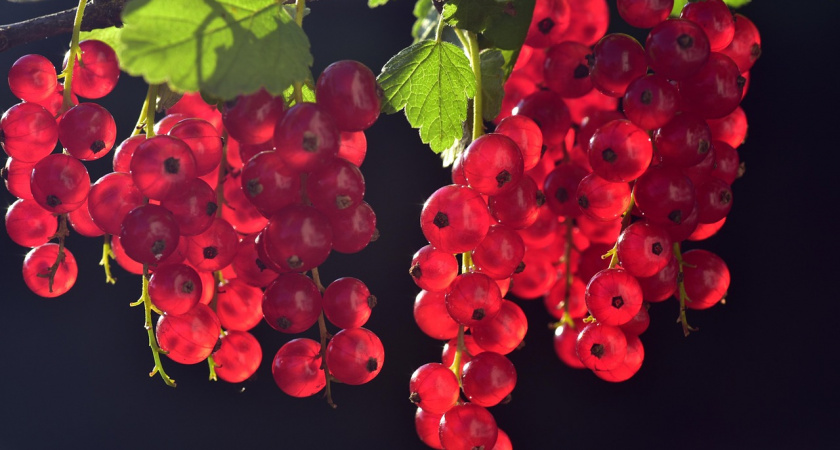 Как правильно обрезать смородину осенью, чтобы летом собрать вдвое больше ягод