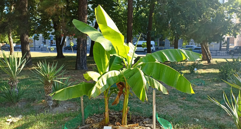 На центральной аллее Новороссийска японский банан «вымахал» до значительных размеров: скоро будет целая роща
