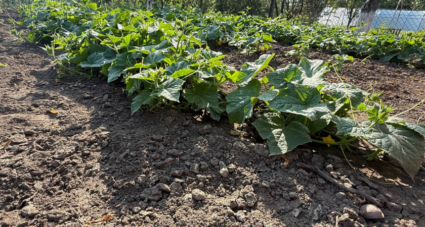 После сбора клубники в августе запомните раз и навсегда: эти процедуры определят, каким будет урожай следующего года