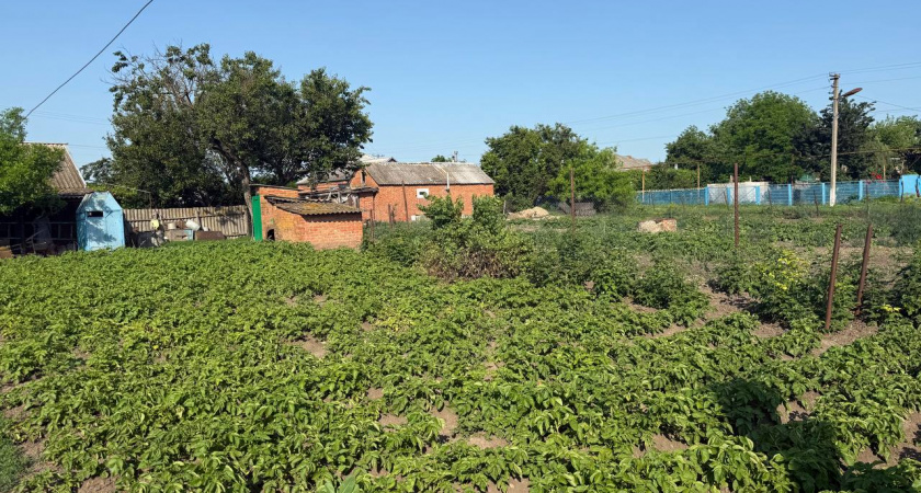 Что делать с грядками после уборки чеснока и лука: всего 35 минут - и плодородная почва на следующий год готова