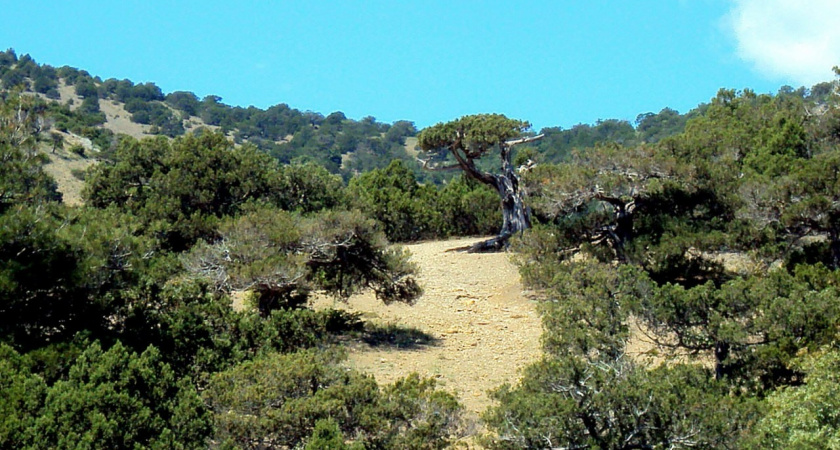 Новороссийск создает «зеленый щит»: 2,7 гектара можжевеловых редколесий станут особо охраняемой территорией