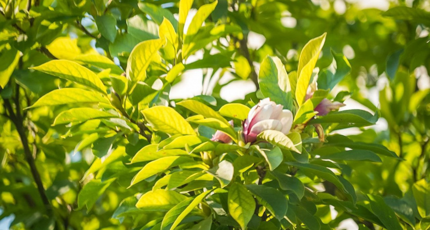 «Сбой в программе»: в Абрау-Дюрсо под Новороссийском в конце августа зацвела магнолия