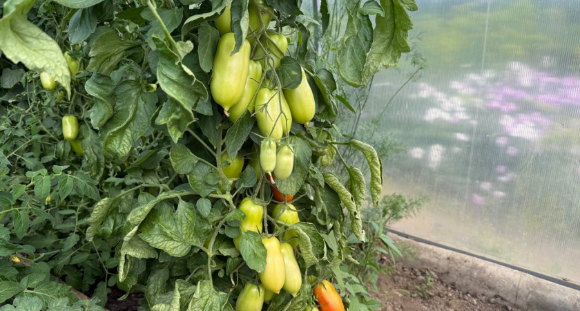 Худшие сорта томатов — даже не тратьте на них драгоценное время: на вкус никакие и мелкие — собираю урожай и плачу  