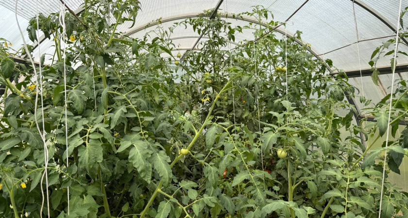 Закапываю самосев помидоров по совету 78-летней соседки. За 15 лет рассаду ни разу не брала в магазине