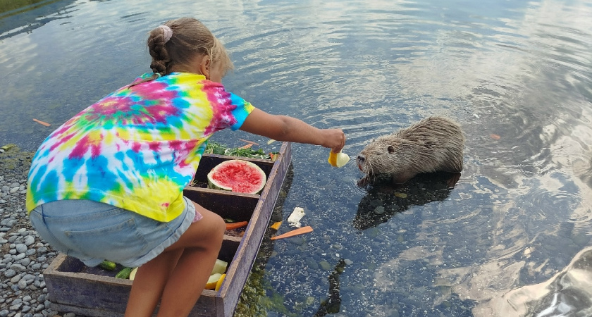 Экологи Новороссийска обратились в прокуратуру с просьбой переселить нутрий с территории памятника природы «Суджукская лагуна»
