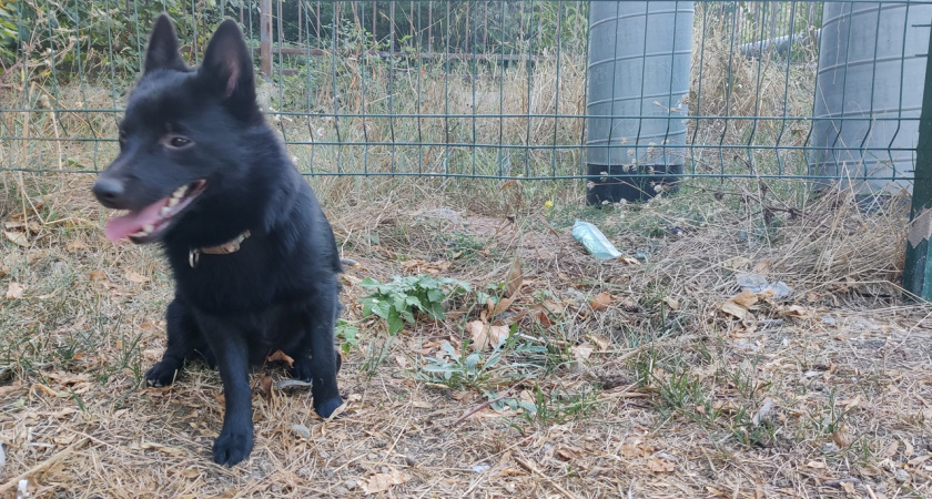 «Света нет, в заборе огромные щели!»: новороссийцы просят привести в порядок площадку для выгула собак в Южном районе город