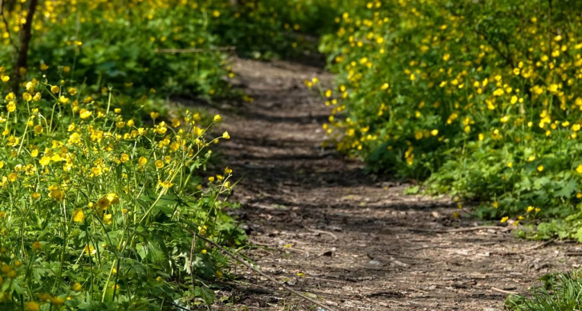Шанс на восстановление: Цемесской роще Новороссийска хотят вернуть почти 5 гектаров, изъятые ранее под строительство дороги