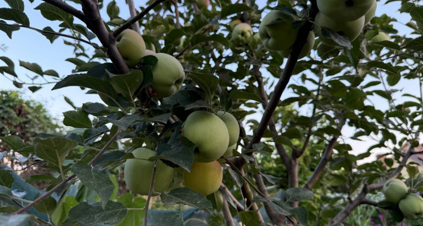 Яблоням и грушам обязательно — 15 г на 10 л и поливать: деревья к зимовке готовы на все 100%