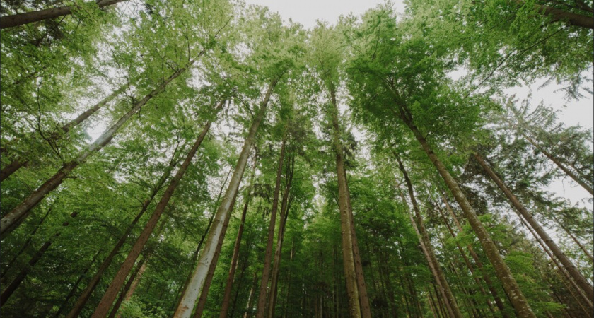 На Кубани продлили запрет на посещение лесов